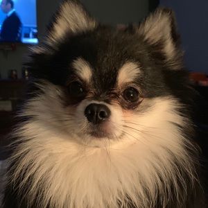 Meet your Posher, Joanne